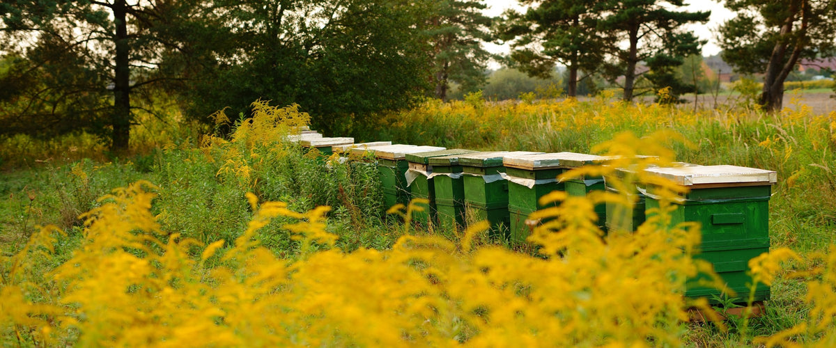 Beehives of our family apiary in Poland