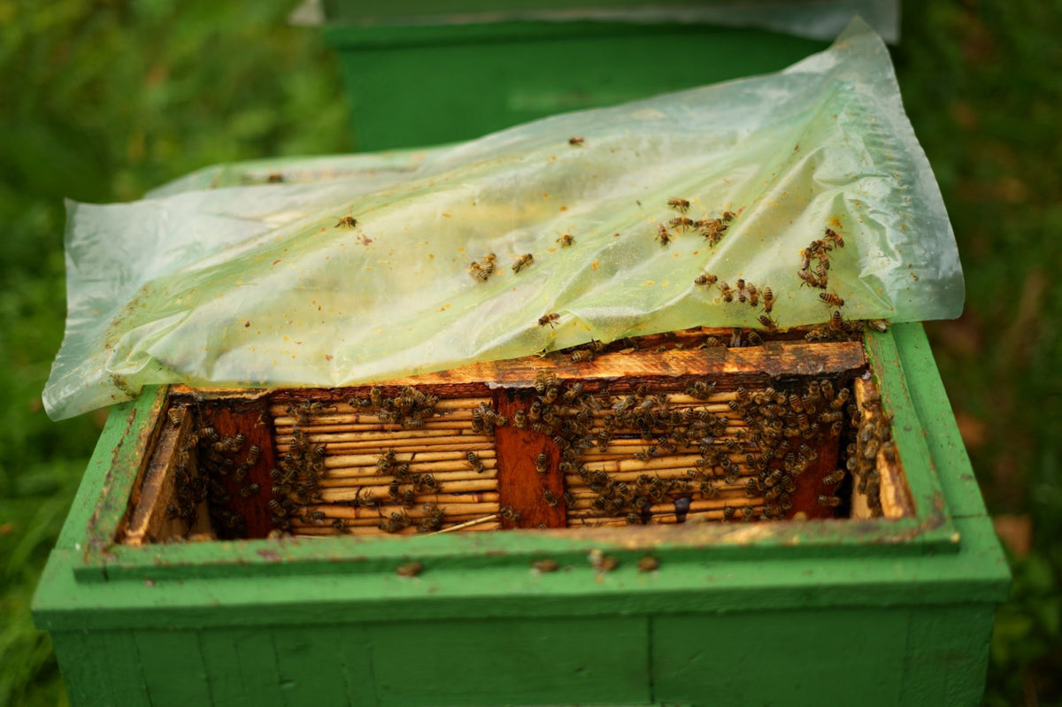 Geöffneter Bienenstock mit Bienen